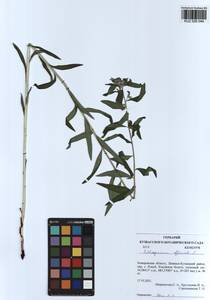 Lithospermum officinale L., Siberia, Altai & Sayany Mountains (S2) (Russia)
