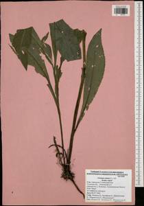 Cirsium canum (L.) All., Eastern Europe, Central region (E4) (Russia)