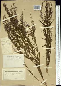 Lythrum virgatum L., Siberia, Altai & Sayany Mountains (S2) (Russia)