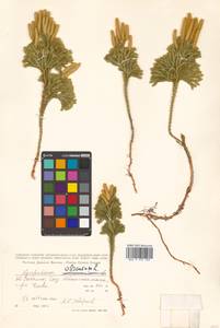 Dendrolycopodium obscurum (L.) A. Haines, Siberia, Russian Far East (S6) (Russia)