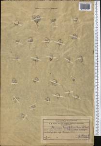 Filago griffithii (A. Gray) Andrés-Sánchez & Galbany, Middle Asia, Western Tian Shan & Karatau (M3) (Kazakhstan)