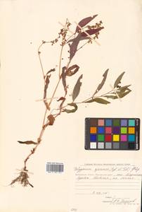 Koenigia ajanensis (Regel & Tiling) J.H.Xue, Chepinoga & K.P.Ma, Siberia, Chukotka & Kamchatka (S7) (Russia)