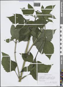 Ambrosia trifida L., Siberia, Western Siberia (S1) (Russia)