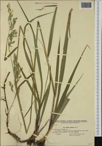 Festuca drymeja Mert. & W.D.J.Koch, Western Europe (EUR) (Bulgaria)