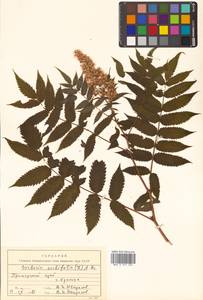 Sorbaria sorbifolia (L.) A. Braun, Siberia, Russian Far East (S6) (Russia)