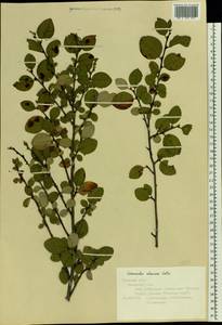Cotoneaster alaunicus Golitsin, Eastern Europe, Central forest-and-steppe region (E6) (Russia)