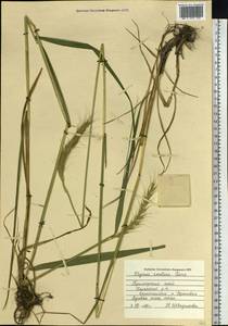 Elymus dahuricus Griseb., Siberia, Russian Far East (S6) (Russia)