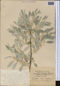 Elaeagnus angustifolia subsp. angustifolia, Middle Asia, Western Tian Shan & Karatau (M3) (Kazakhstan)