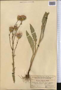 Cirsium alatum (S. G. Gmel.) Bobrov, Middle Asia, Western Tian Shan & Karatau (M3) (Kazakhstan)