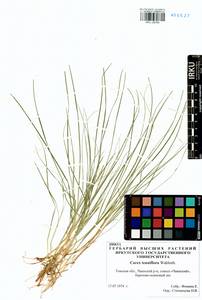 Carex tenuiflora Wahlenb., Siberia, Western Siberia (S1) (Russia)