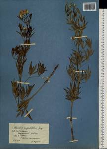 Clematis hexapetala Pall., Siberia, Baikal & Transbaikal region (S4) (Russia)