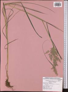 Calamagrostis canescens (Weber) Roth, Eastern Europe, Central region (E4) (Russia)