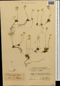 Draba hispida Willd., Caucasus, Stavropol Krai, Karachay-Cherkessia & Kabardino-Balkaria (K1b) (Russia)