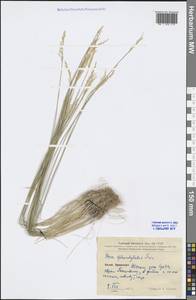 Poa sphondylodes Trin., South Asia, South Asia (Asia outside ex-Soviet states and Mongolia) (ASIA) (China)