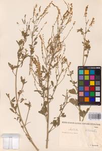 Melilotus officinalis (L.) Lam., Eastern Europe, Lower Volga region (E9) (Russia)