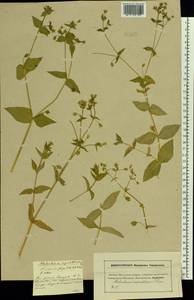 Stellaria aquatica (L.) Scop., Eastern Europe, Moscow region (E4a) (Russia)