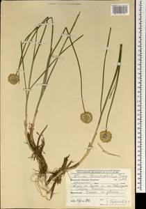 Allium leucocephalum Turcz. ex Ledeb., Mongolia (MONG) (Mongolia)