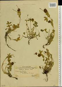 Trifolium badium Schreb., Eastern Europe, West Ukrainian region (E13) (Ukraine)