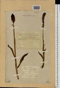 Neotinea ustulata (L.) R.M.Bateman, Pridgeon & M.W.Chase, Eastern Europe, North-Western region (E2) (Russia)