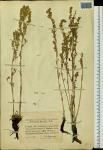 Artemisia borealis Pall., Siberia, Altai & Sayany Mountains (S2) (Russia)