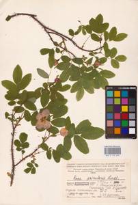 Rosa acicularis Lindl., Eastern Europe, Northern region (E1) (Russia)