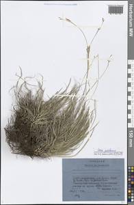 Carex pediformis C.A.Mey., Siberia, Yakutia (S5) (Russia)