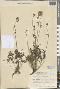 Thalictrum petaloideum L., South Asia, South Asia (Asia outside ex-Soviet states and Mongolia) (ASIA) (China)