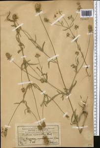 Lomelosia micrantha (Desf.) Greuter & Burdet, Middle Asia, Western Tian Shan & Karatau (M3) (Kazakhstan)