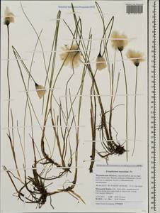 Eriophorum chamissonis C.A.Mey., Eastern Europe, Northern region (E1) (Russia)