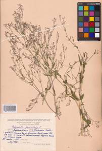 Gypsophila paniculata L., Eastern Europe, Middle Volga region (E8) (Russia)