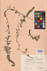 Myriophyllum spicatum L., Eastern Europe, West Ukrainian region (E13) (Ukraine)