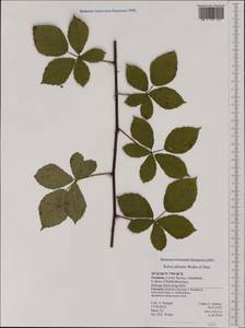 Rubus plicatus Weihe & Nees, Western Europe (EUR) (Germany)