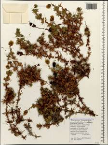 Saxifraga juniperifolia Adams, Caucasus, Stavropol Krai, Karachay-Cherkessia & Kabardino-Balkaria (K1b) (Russia)