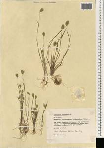 Eremopyrum orientale (L.) Jaub. & Spach, South Asia, South Asia (Asia outside ex-Soviet states and Mongolia) (ASIA) (Turkey)