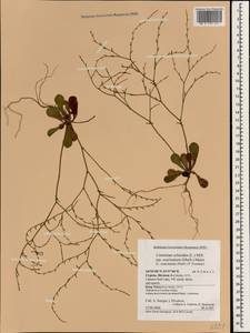 Limonium avei (De Not.) Brullo, South Asia, South Asia (Asia outside ex-Soviet states and Mongolia) (ASIA) (Cyprus)