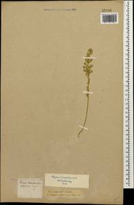 Alyssum hirsutum M. Bieb., Caucasus, Krasnodar Krai & Adygea (K1a) (Russia)