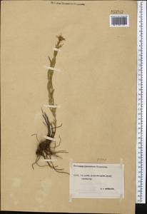 Galatella, Middle Asia, Northern & Central Tian Shan (M4) (Kyrgyzstan)