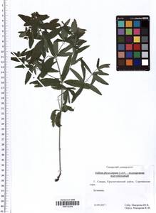 Galium rubioides L., Eastern Europe, Middle Volga region (E8) (Russia)