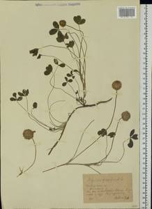 Trifolium fragiferum L., Eastern Europe, South Ukrainian region (E12) (Ukraine)