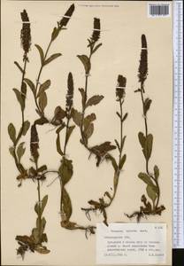 Veronica spicata L., Middle Asia, Northern & Central Tian Shan (M4) (Kazakhstan)