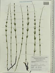 Equisetum palustre L., Eastern Europe, Northern region (E1) (Russia)