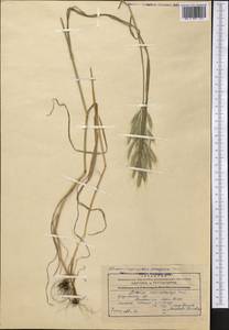 Bromus lanceolatus Roth, Middle Asia, Western Tian Shan & Karatau (M3) (Kyrgyzstan)