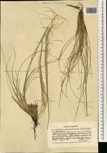 Stipa caucasica Schmalh., South Asia, South Asia (Asia outside ex-Soviet states and Mongolia) (ASIA) (Afghanistan)