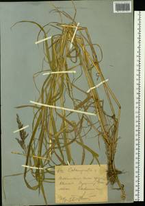Calamagrostis, Siberia, Western (Kazakhstan) Altai Mountains (S2a) (Kazakhstan)