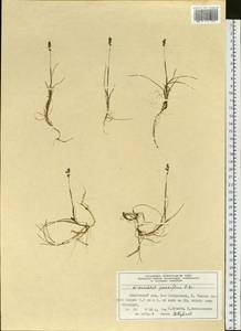 Anthoxanthum arcticum Veldkamp, Siberia, Central Siberia (S3) (Russia)