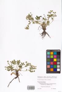 Potentilla humifusa Willd. ex D. F. K. Schltdl., Eastern Europe, Central forest-and-steppe region (E6) (Russia)