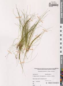 Eleocharis acicularis (L.) Roem. & Schult., Siberia, Chukotka & Kamchatka (S7) (Russia)