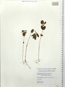 Triadenum japonicum (Bl.) Makino, Siberia, Russian Far East (S6) (Russia)