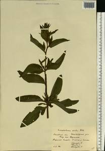 Scrophularia umbrosa Dumort., Eastern Europe, Moscow region (E4a) (Russia)