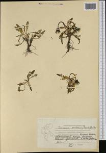 Taraxacum arcticum (Trautv.) Dahlst., Western Europe (EUR) (Norway)